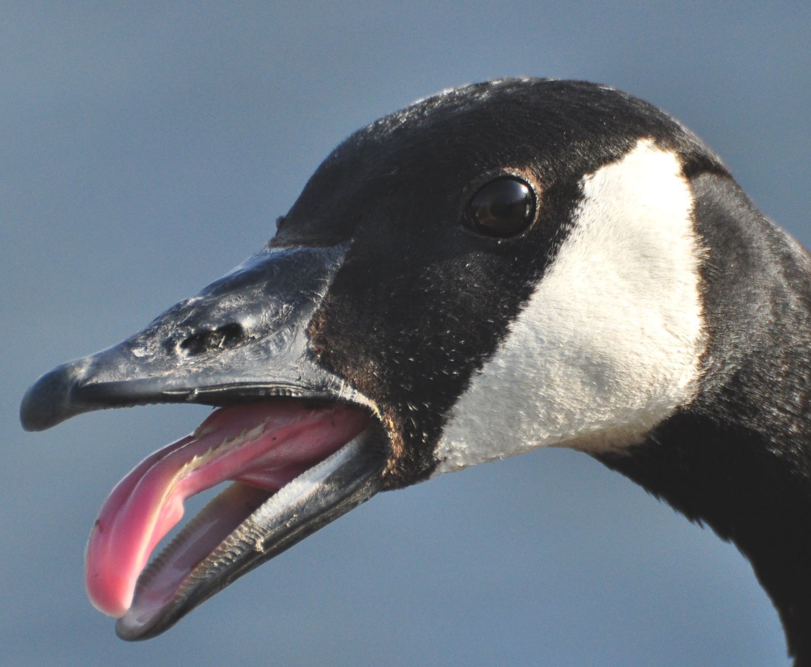 surprised honker